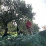 Chieuti, con “Volìo” la raccolta delle olive genera lavoro e relazioni sociali